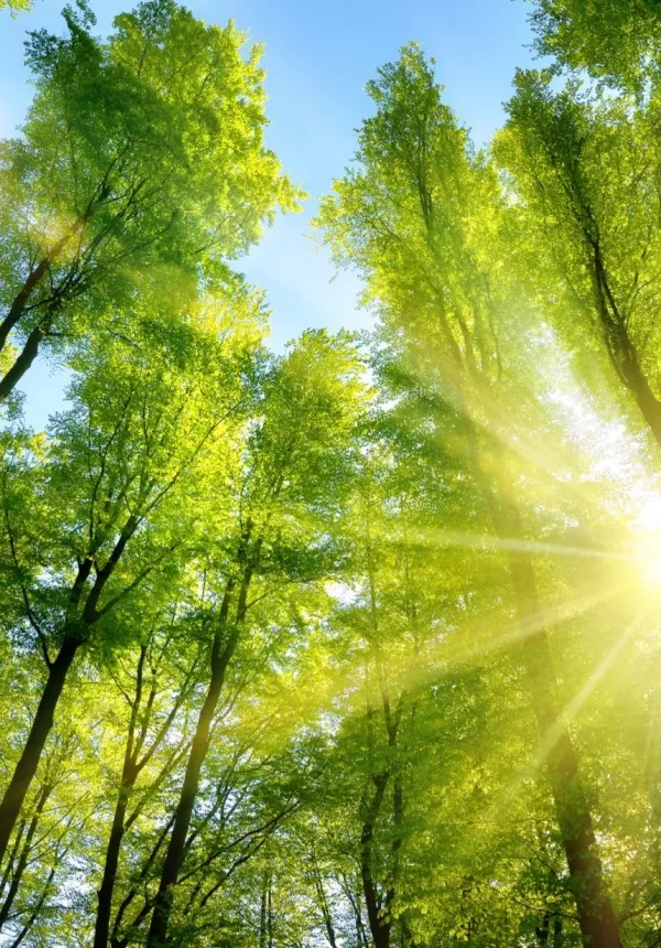 绿树成荫，阳光灿烂